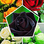 Чайно-гибридная роза, микс из 5-ти сортов "Романтичный шепот" (Romantic Whisper) 5шт в комплекте