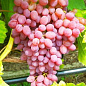 Виноград темно-розовый "Лидия" (столовый сорт, средний срок созревания)