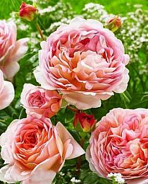 Роза английская Абрахам Дерби абрикосовая (саженец класса АА+) высший сорт