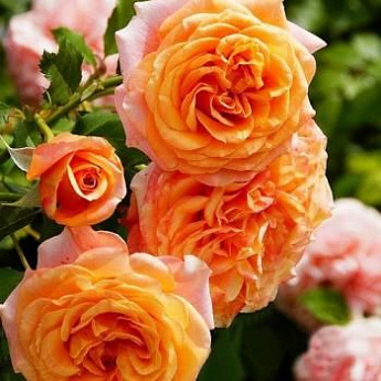 Роза флорибунда желто-оранжевый "Ла Вилла Кота" (саженец класса АА+) высший сорт - фото 3