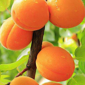 Абрикос оранжевый "Лескоре" (ранний срок созревания) - фото 2