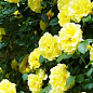 Роза плетистая ярко желтая "Казино" (саженец класса АА+) высший сорт 