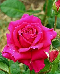 Роза чайно-гибридная Шакира (Shakira) розовая (саженец класса АА+, морозостойкий сорт)