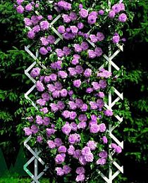 Роза плетистая Нарядная принцесса (Smart Princess) насыщенно фиолетовая (крупноцветковый сорт)