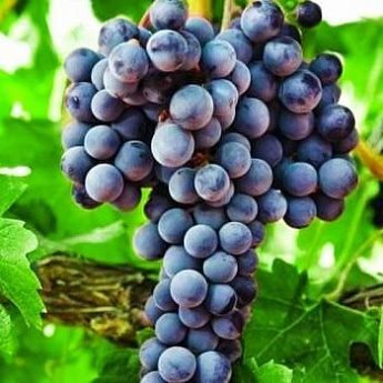Виноград ярко-синий "Августа" (винный сорт, средний срок созревания) - фото 2