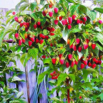 Малина (малиновое дерево) красное "Таруса" (ремонтантный сорт, ранний срок созревания) - фото 2