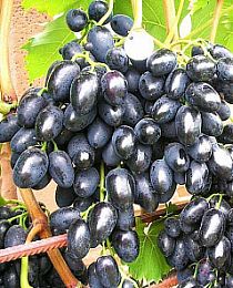 Виноград Велико черный (столовый сорт, средне-ранний срок созревания)