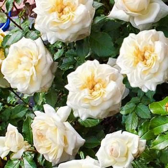 Роза флорибунда белая "Чайковский" (саженец класса АА+) высший сорт - фото 2