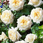 Роза флорибунда белая "Чайковский" (саженец класса АА+) высший сорт