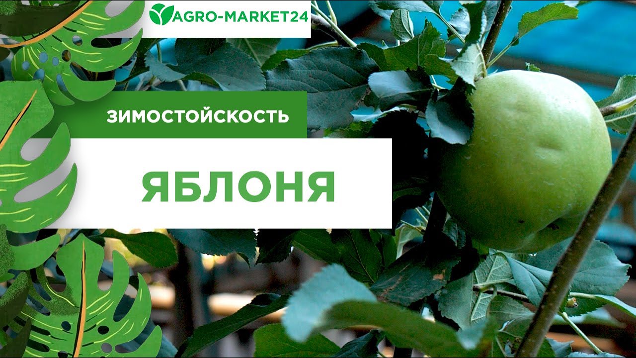 Яблоня зеленоватая с темно-малиновым румянцем "Брянское" (средний срок созревания) - фото 2