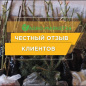 Арония красная "Бриллиант" (Aronia arbutifolia Brilliant) (контейнер p9)