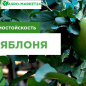 Яблоня зеленоватая с темно-малиновым румянцем "Брянское" (средний срок созревания)
